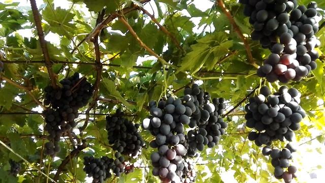 Виноград Карбонадо, 12.09.2020 смотреть онлайн