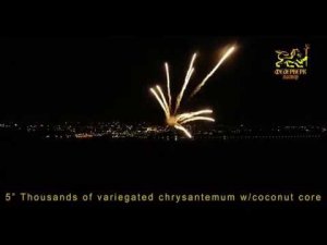 5" Thousands of variegated chrysanthemum w/coconut