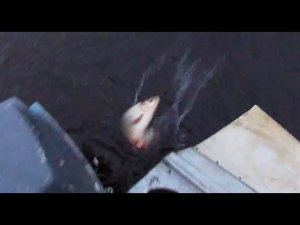 27.05.2020 \ Рыбалка на продольники \ Язь ушёл, но вернулся
