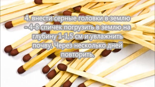 Появились земляные мошки? Почему? Что делать? смотреть онлайн