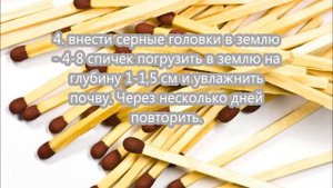 Появились земляные мошки? Почему? Что делать?