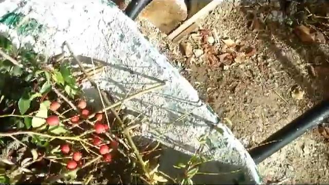 Composter ses crottes de chien? смотреть онлайн