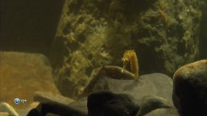 Как питаются пузатые морские коньки (Hippocampus abdominalis) ?