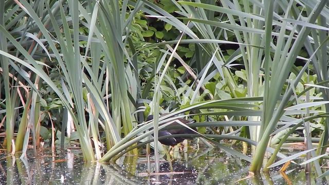 Курочка-камышница умывается ( Waterhoen, the common moorhen) смотреть онлайн