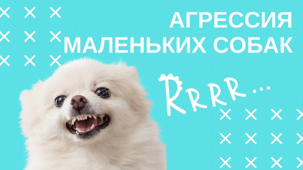 Почему маленькие собаки агрессивны?