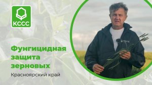 Фунгицидная защита зерновых