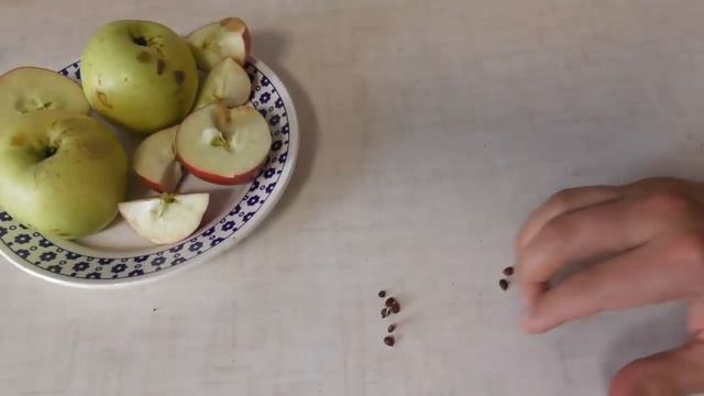 Выращивание подвоев яблонь сеянцев. Заготовка семечек яблок смотреть онлайн