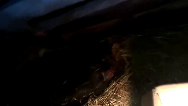 Опорос вьетнамской вислобрюхой свиньи ) смотреть онлайн