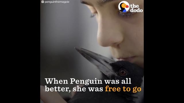 Magpie Bird Saves Family | The Dodo смотреть онлайн