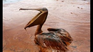 Видеоурок по окружающему миру на тему "Берегите воду!" (3 класс)