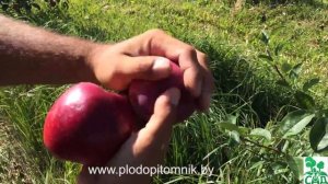 Яблоня сорт Редфри 2