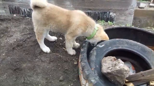 Японская акита ину.Щенок 3 месяца. смотреть онлайн