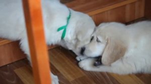 Золотистые ретриверы в 2 месяца