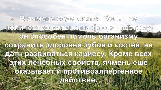 Ячмень. Полезные свойства и противопоказания.