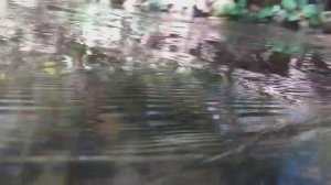 Рыбалка в КБР.Охота на хищника.Форель.