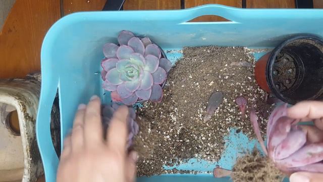 발색이 좋은 헤라! 3포트6000원의 행복! 의좋은 삼형제입니다!(다육이모듬심기) смотреть онлайн