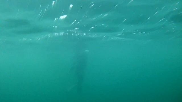 ПОЙМАЛ ПАЛТУСА,но не я ОХОТА НА МОРСКОГО ЕЖА,ГРЕБЕШКА,МИДИОЛУСА-РЫБАЛКА ЗА ПОЛЯРНЫМ КРУГОМ (часть 3