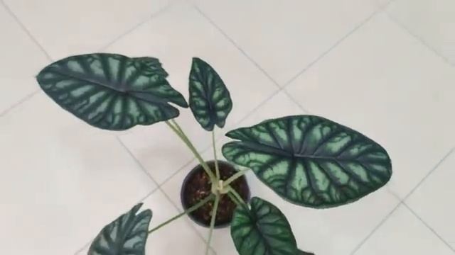 Обзор 1. Мои растения в спальне смотреть онлайн