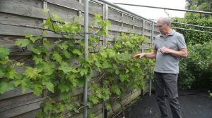 Выращивание винограда в неблагоприятной зоне #виноград