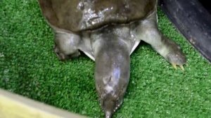 Черепаха на суше