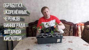 Обработка укорененных черенков винограда янтарной кислотой | Черенки винограда