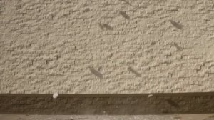 Разбитые тарелки