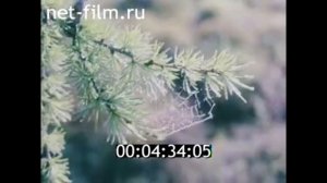1981г. село Газ- Сале Тазовский район Ямало- Ненецкий округ.