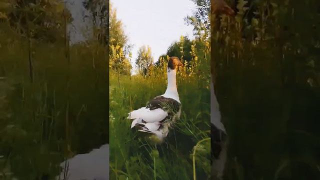 Полинка жиринка#природа #закат #деревня #гуси #животные #куры #огород #дети #дача #лето #юмор смотреть онлайн
