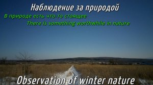 Observation of winter nature | Наблюдение за зимней природой #mcpro24fps