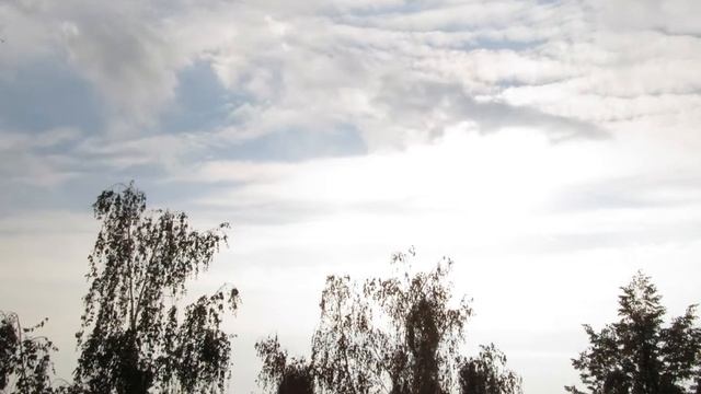 ООО "Пересвет" смотреть онлайн