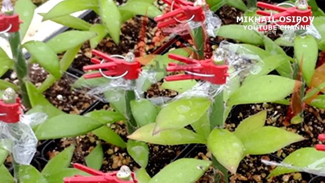 ИНСТРУМЕНТЫ ИЗ КИТАЯ ДЛЯ САДА И ОГОРОДА С АЛИЭКСПРЕСС. 10 КРУТЫХ ВЕЩЕЙ смотреть онлайн