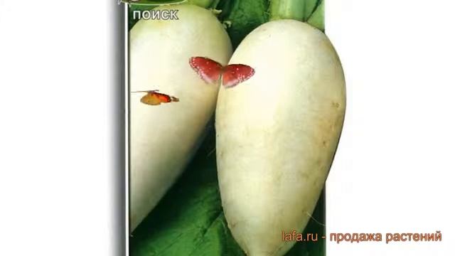 Редис обыкновенный Осенний гигант (osenniy gigant) ? обзор: как сажать, семена редиса Осенний гиган