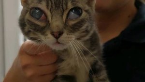 Котёнку УДАРИЛИ  по голове и бросили умирать.. От такой травмы у него вылезли глаза из орбит..