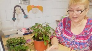 Черенкование бальзамина.