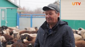Романовские овцы - в чем отличительные преимущества породы?