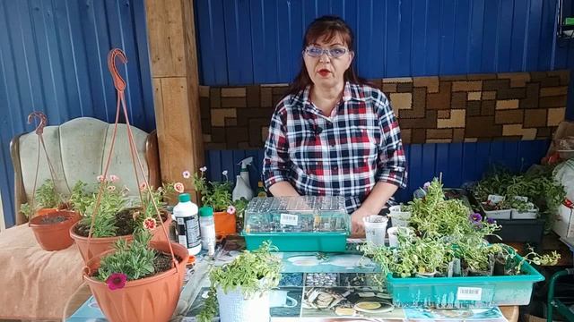 КАЛИБРАХОА, РАЗМНОЖЕНИЕ ЧЕРЕНКАМИ.