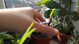 Инжир из семян в квартире. Мой эксперимент. Часть 2