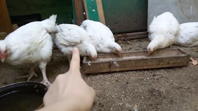 VLOG: дача | четыре дня подрят | гроза ааа...⚡⚡⚡⚡ смотреть онлайн