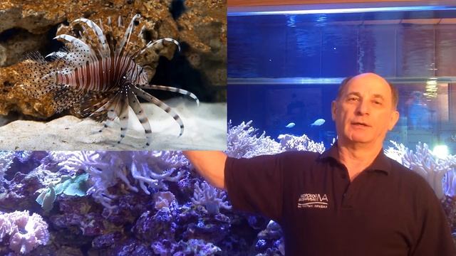 Морская азбука. Буква "Л" смотреть онлайн