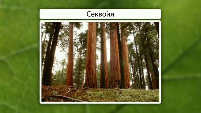 Видеоурок смотреть онлайн