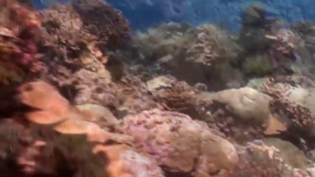 Vangelis  Fields Of Coral