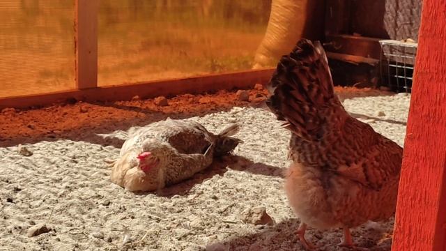 Легбар Кремовый хохлатый. смотреть онлайн