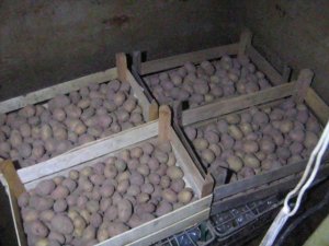 зачем картошке поплавки?