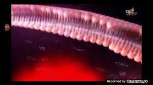 фосфоглив реклама 2019