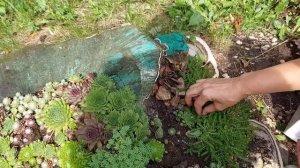 #уличные_суккуленты : #молодило и #седум #очиток на клумбе