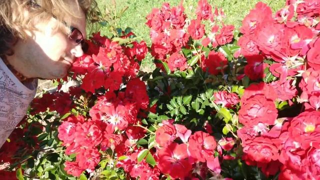 Невероятно вкусные, удивительно ароматные розы в нашем саду смотреть онлайн