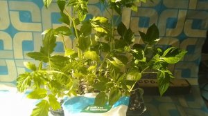 Быстрый  ТОМАТАМ И ПЕРЦУ  даст подкормка КАЛЬЦИЕВОЙ СЕЛИТРОЙ,