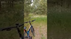 Странные крики в лесу    Кто же это
