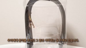 암컷 사마귀가 짝짓기 중 수컷의 머리를 먹는 놀라운 이유