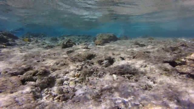 Марса-эль-Алам, Египет, много рыб смотреть онлайн